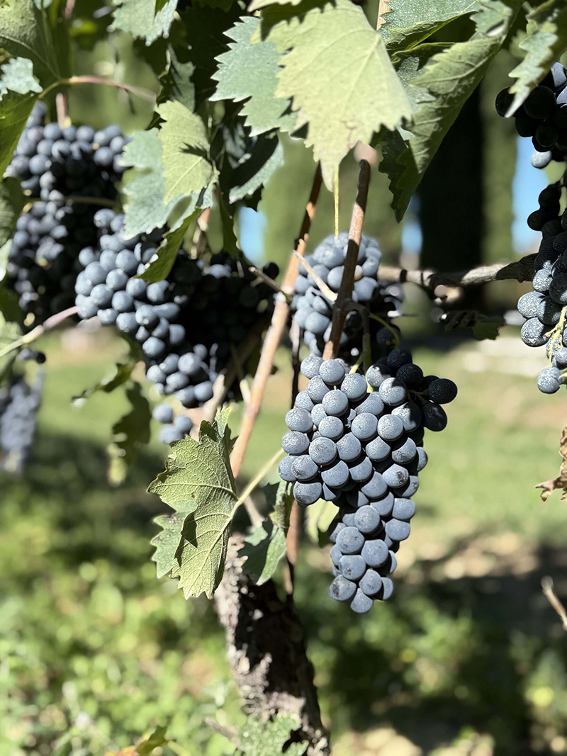 Tuscan grapes on the vine