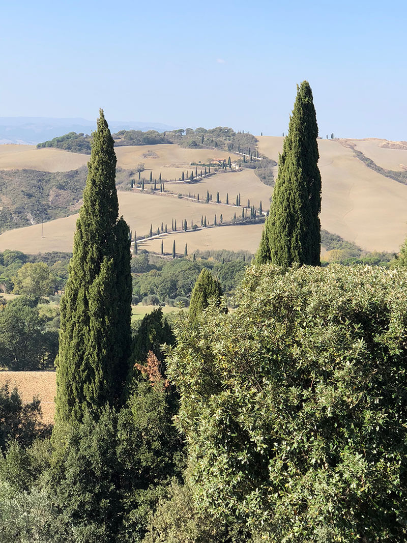 Trees in Tuscany