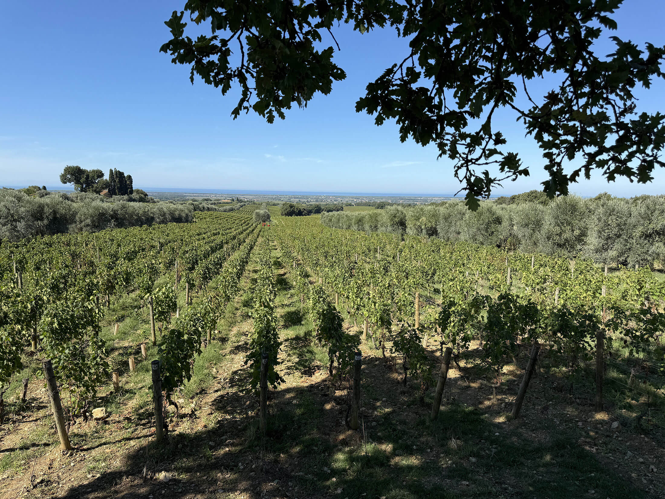Tuscany Vineyard